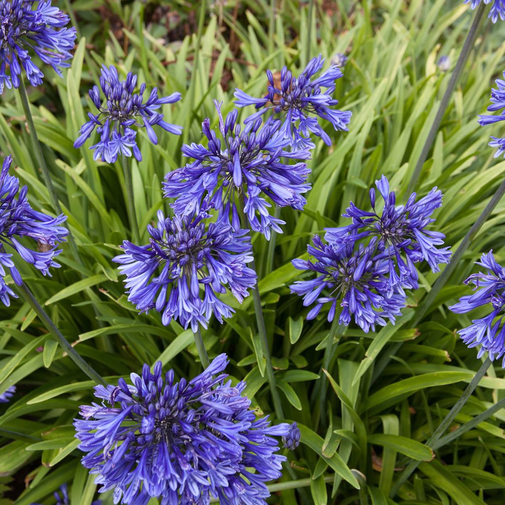 Agapanthus Black Pantha - Lily of the Nile