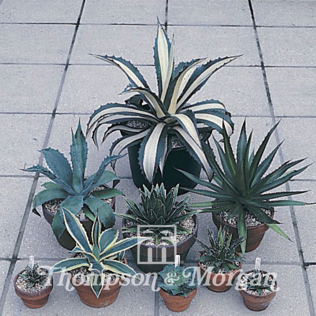 Graines d'Agave (Mixed)  - Agaves en mélange