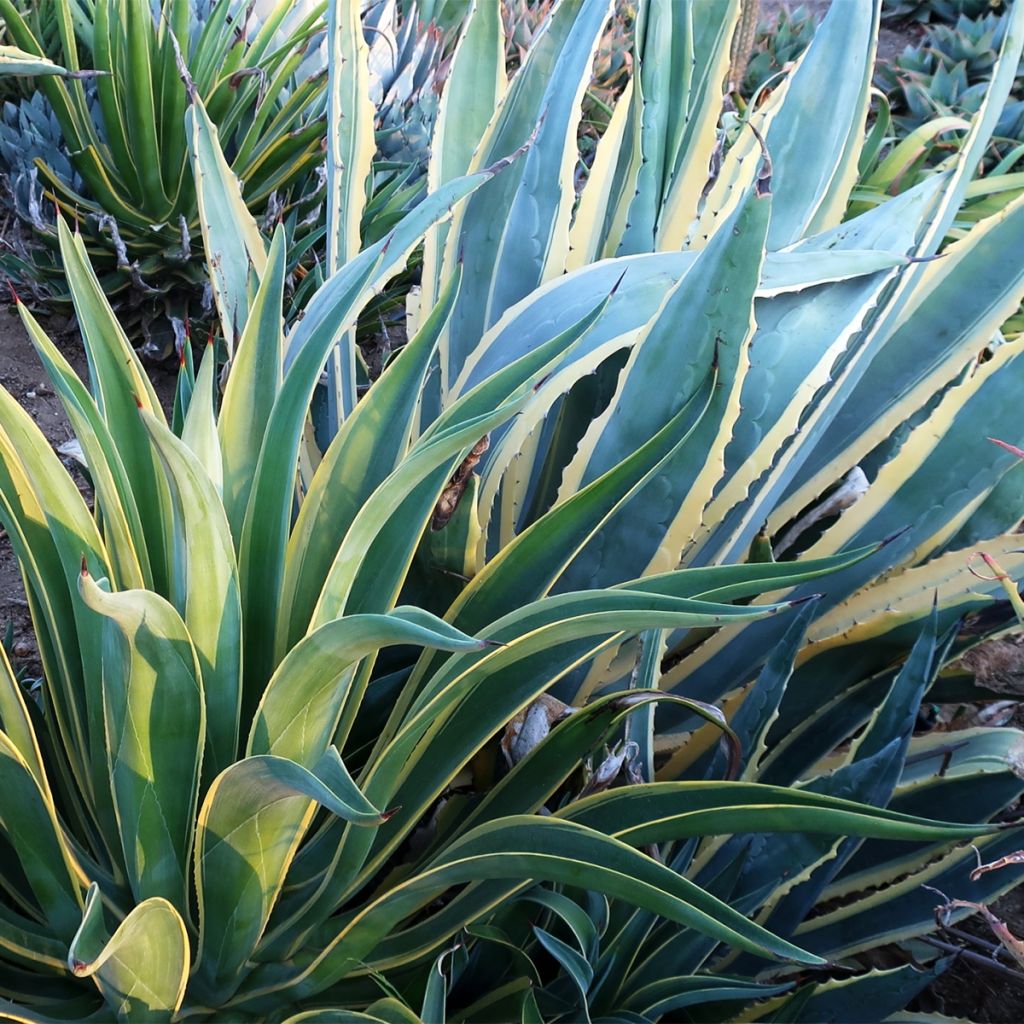 Agave desmetiana Variegata - Agave lisse panaché