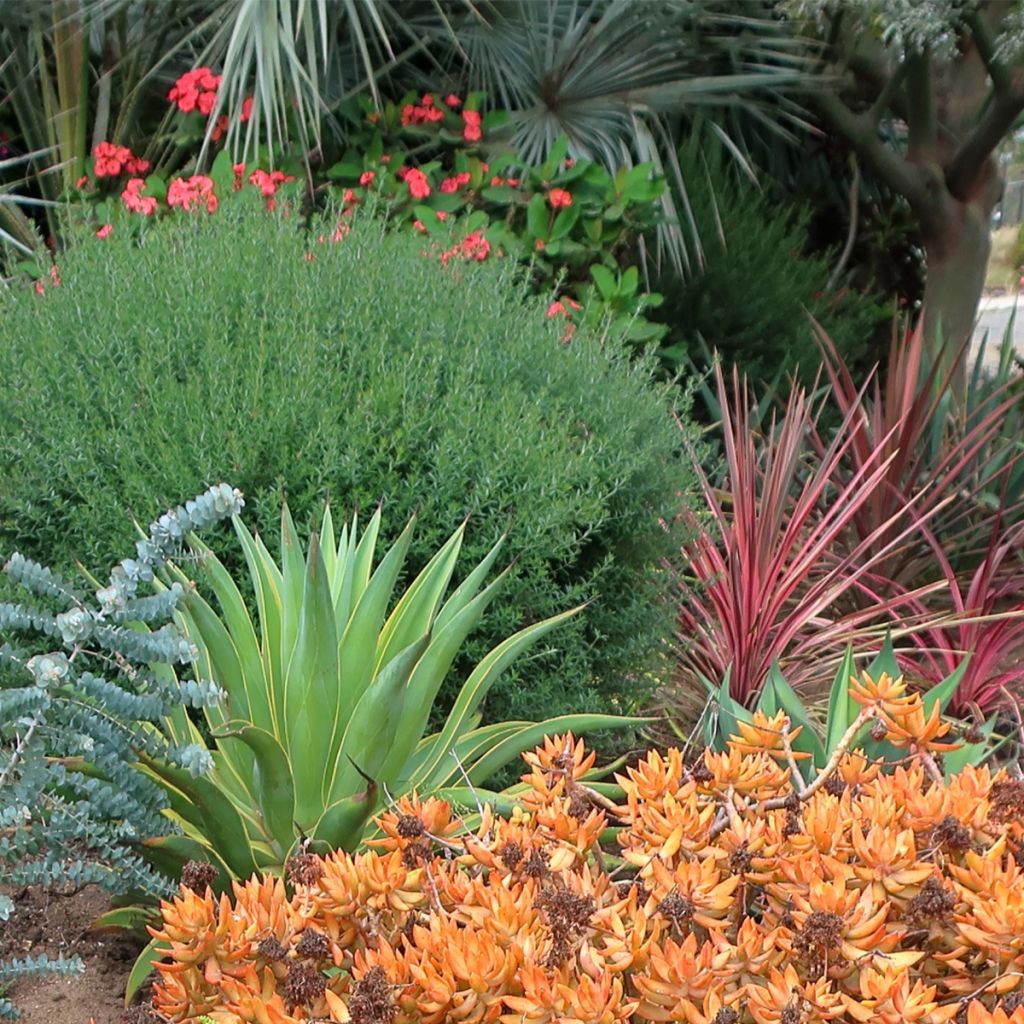 Agave desmetiana Variegata