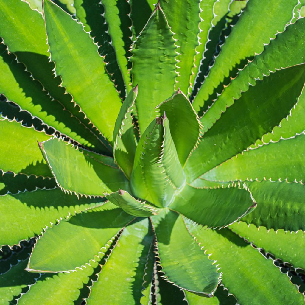 Agave lophantha - Striped agave, thorny crested agave