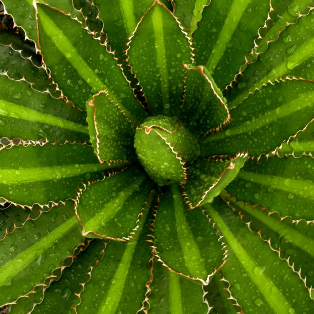 Agave lophantha Splendida