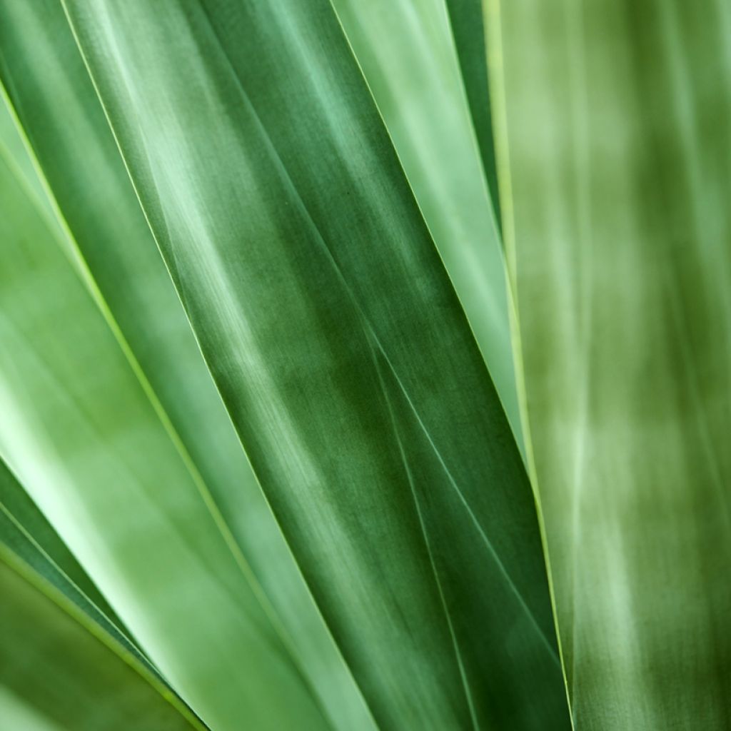 Agave sisalana - Sisal hemp