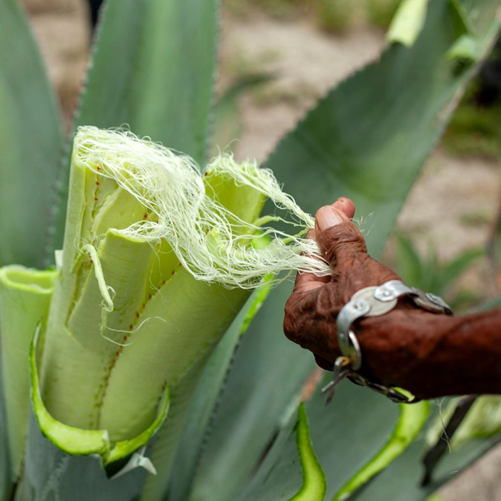 Agave sisalana - Sisal hemp