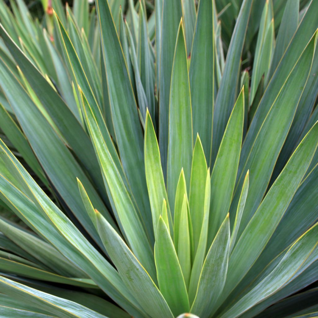 Agave sisalana - Sisal hemp
