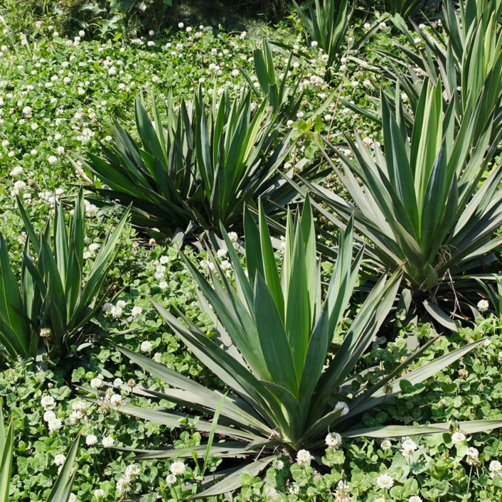 Agave sisalana - Sisal hemp
