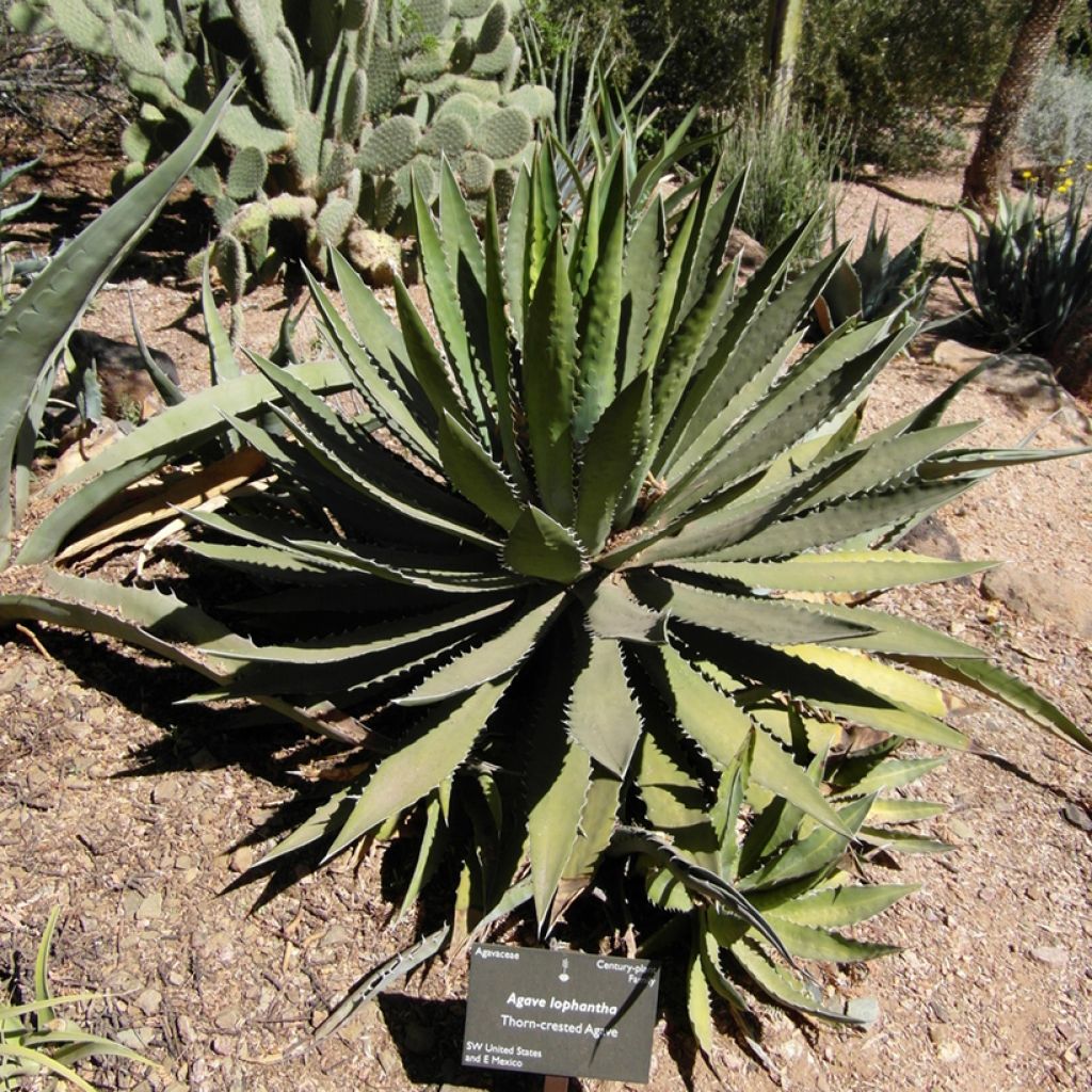 Agave lophantha - Striped agave, thorny crested agave