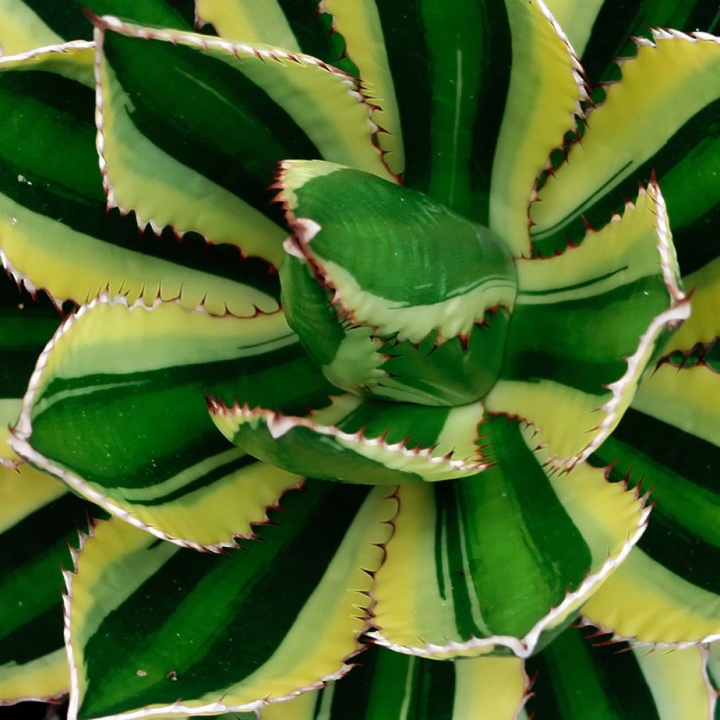 Agave lophantha Quadricolor
