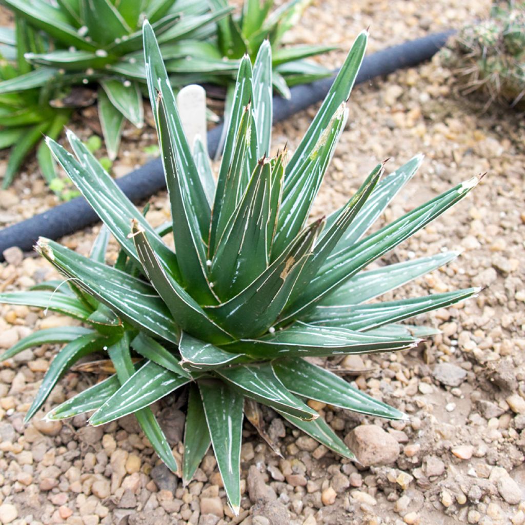 Agave victoriae reginae - Queen Victorias Agave