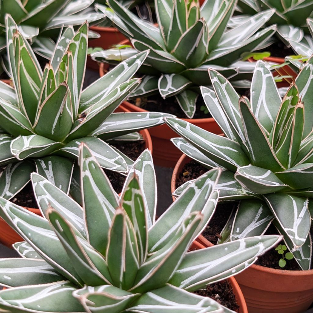 Agave victoriae reginae - Queen Victorias Agave