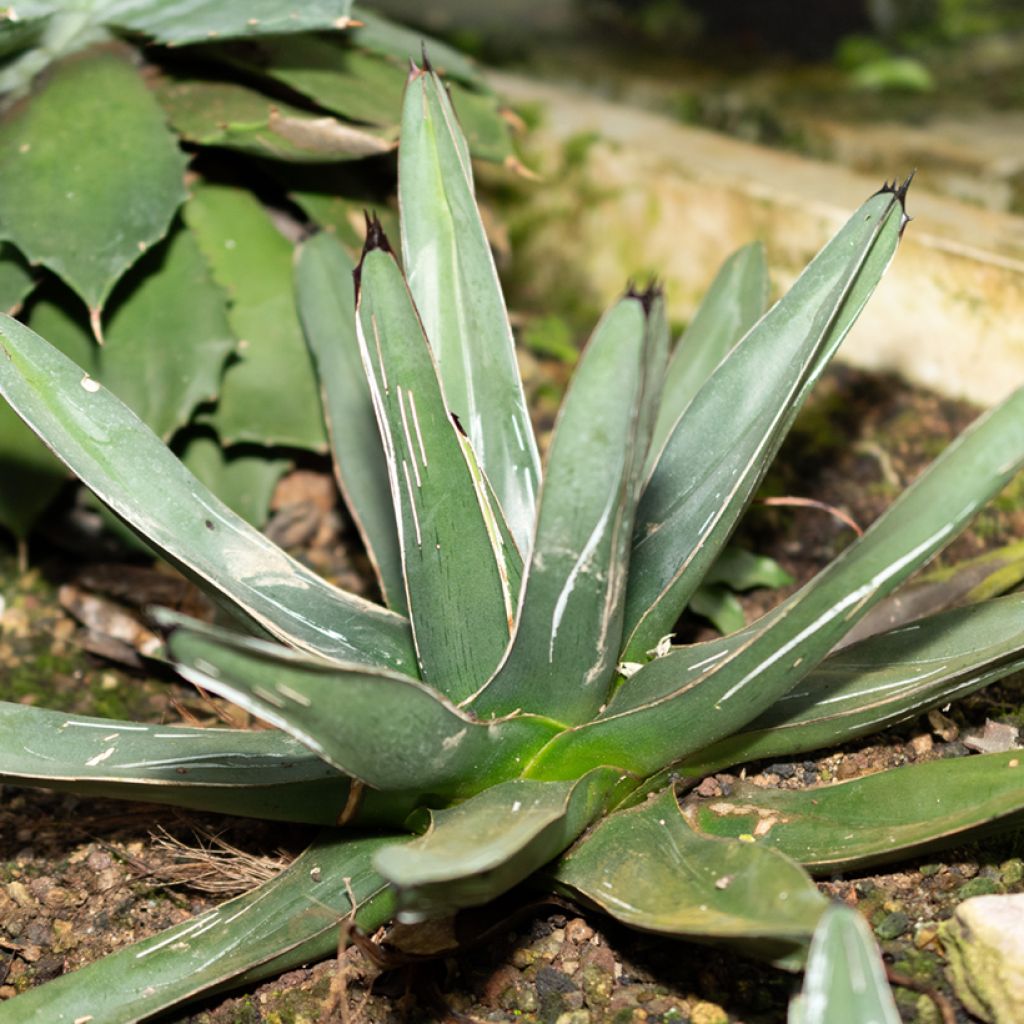 Agave victoriae reginae - Queen Victorias Agave