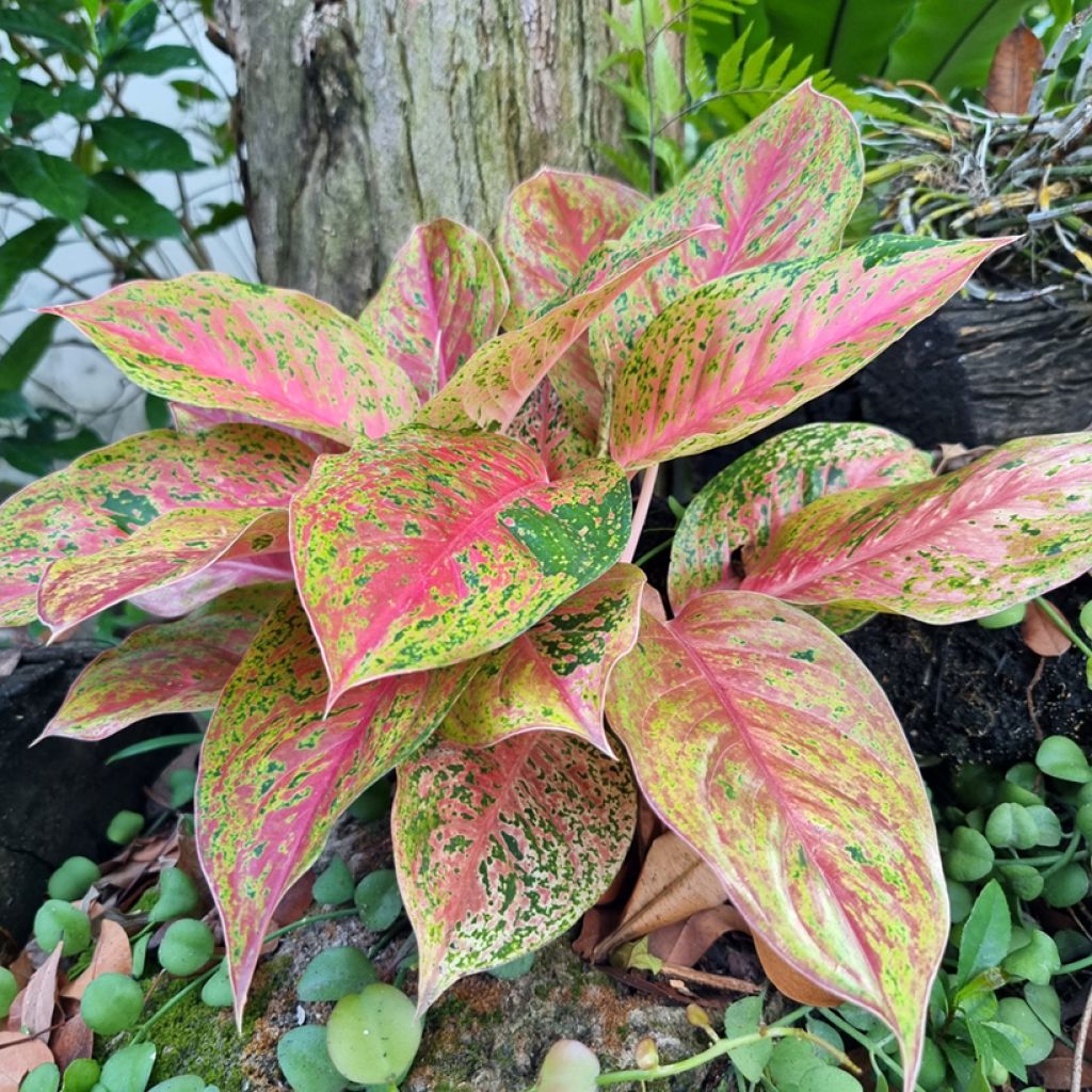 Aglaonema commutatum Red Valentine - Chinese evergreen