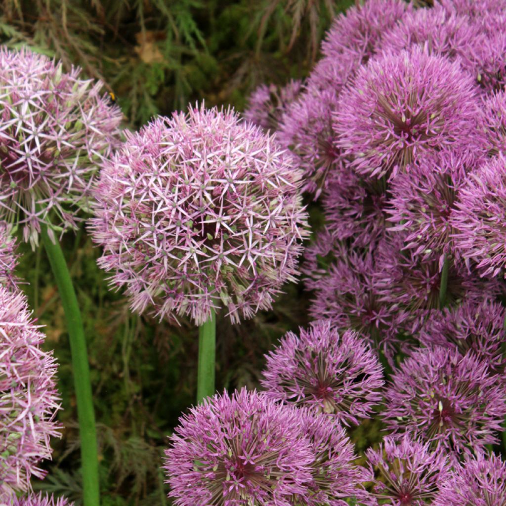 Allium Universe