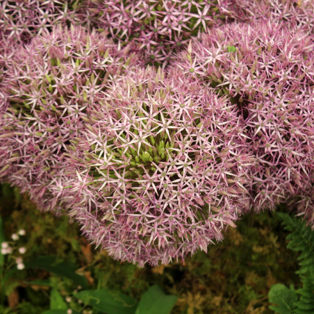 Allium Universe