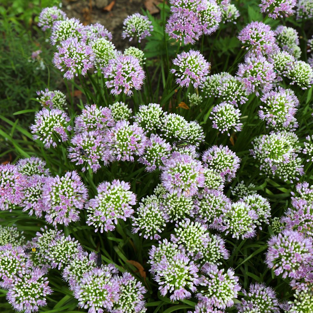 Allium angulosum