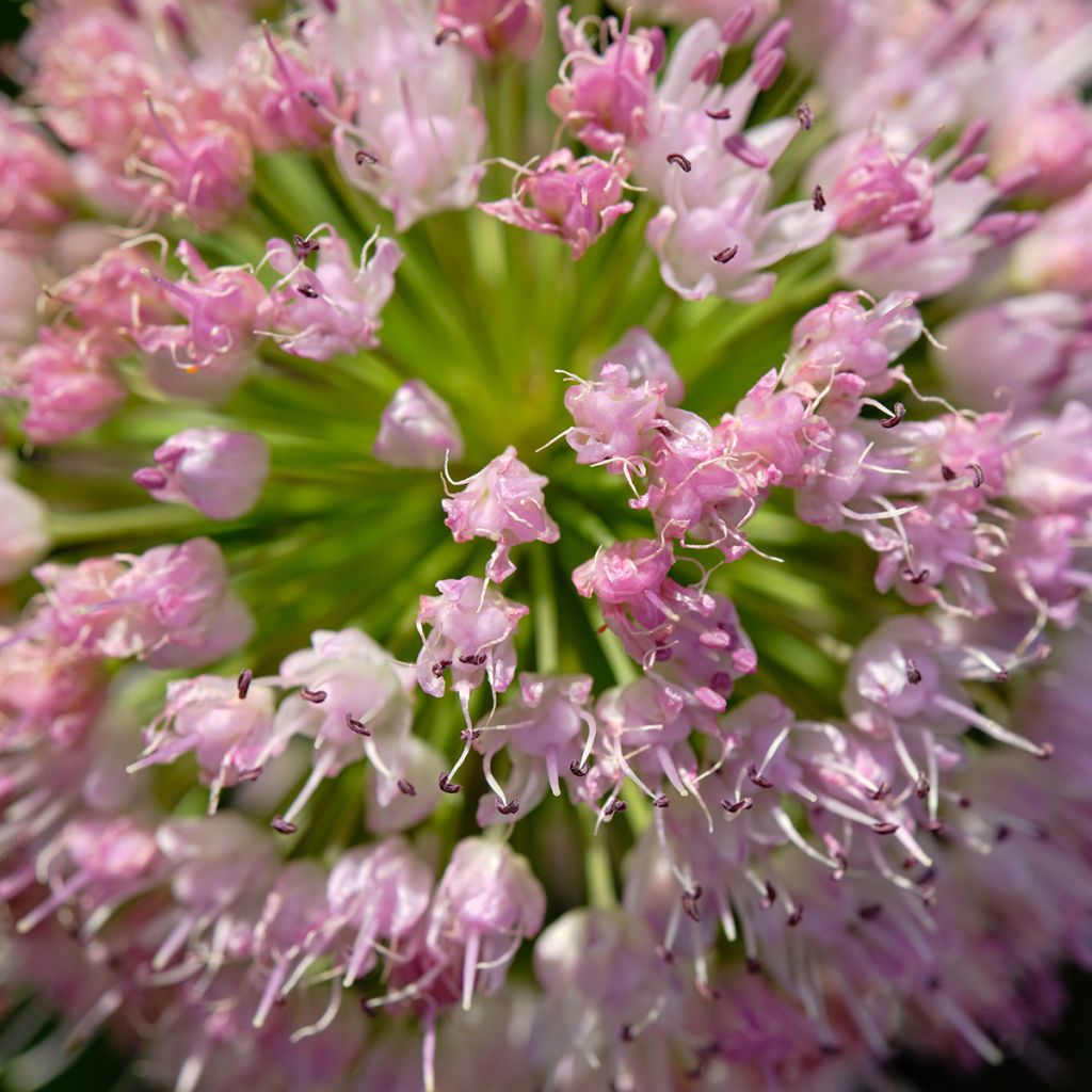 Allium angulosum