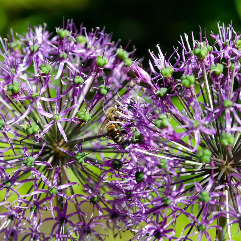 Allium rosenbachianum