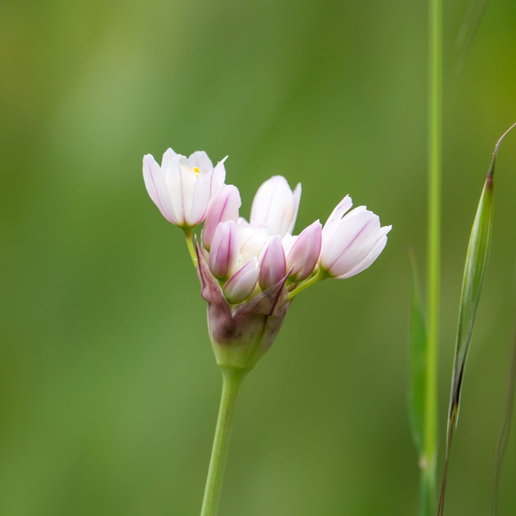 Allium roseum