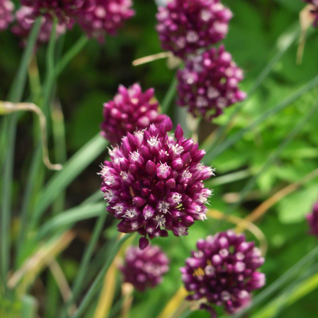 Allium rotundum subsp. jajlae