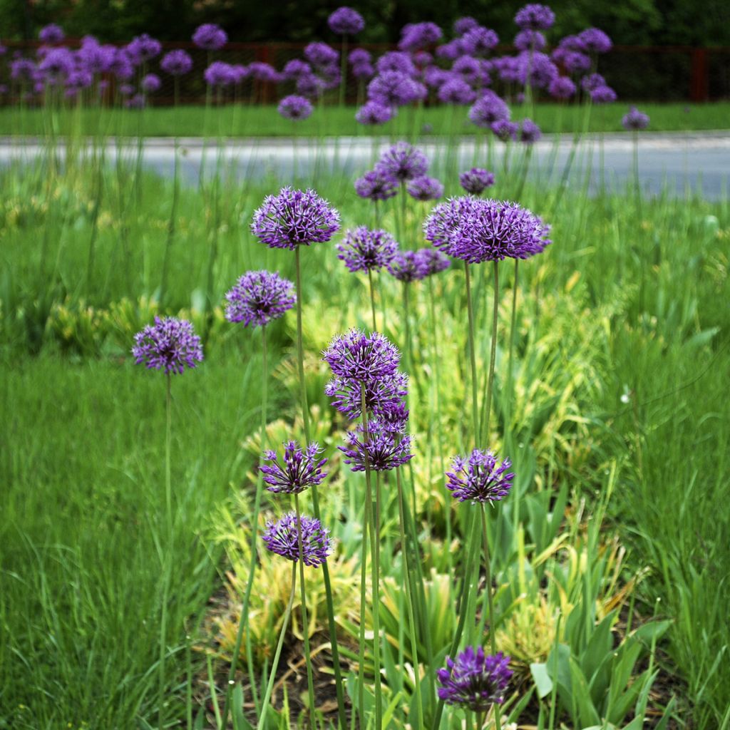 Allium stipitatum Violet Beauty