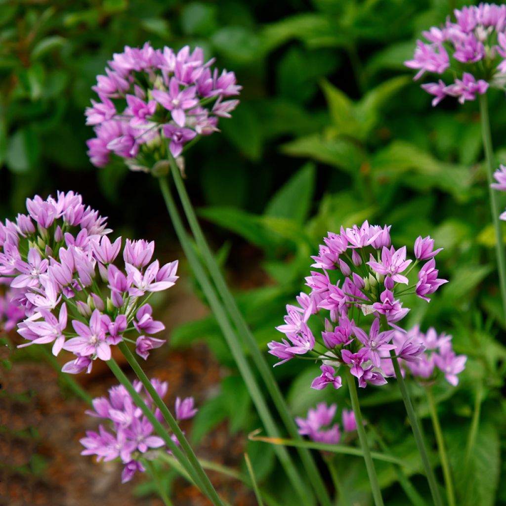 Allium unifolium Eros