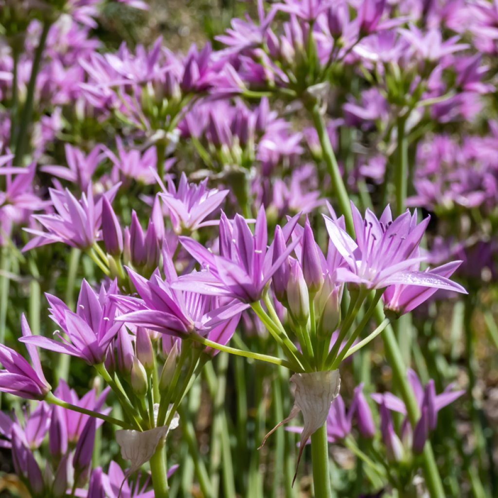 Allium unifolium Eros