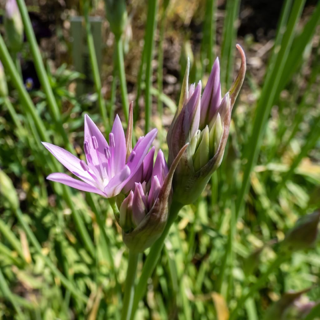 Allium unifolium Eros