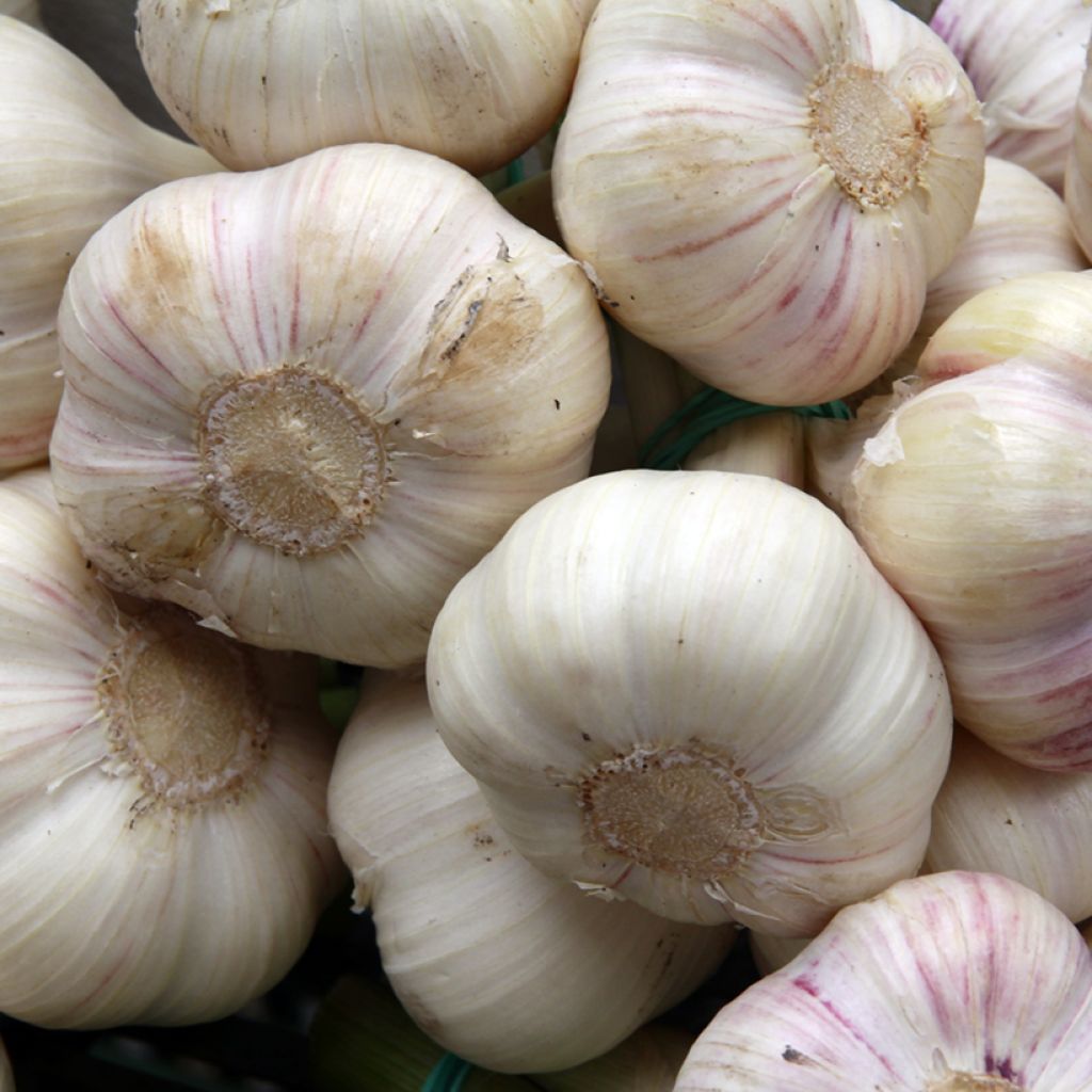 Untreated Pink Flavor Garlic - Allium sativum