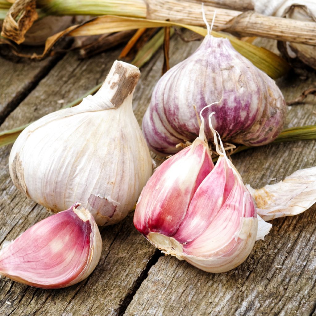 Gayant Pink Garlic plants - Allium sativum