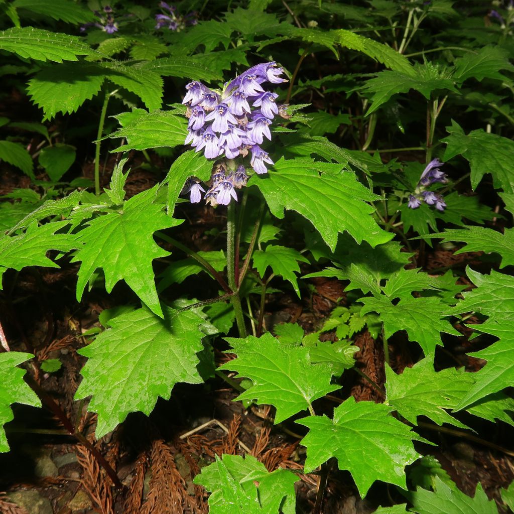 Ajuga incisa 