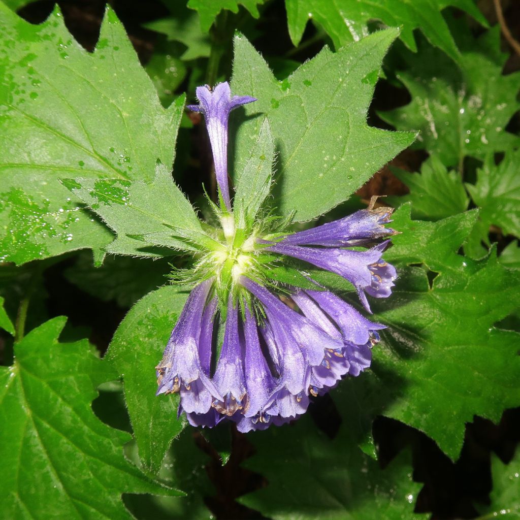 Ajuga incisa 