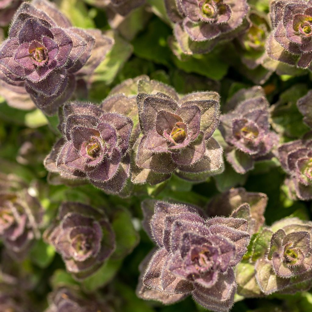 Ajuga pyramidalis 