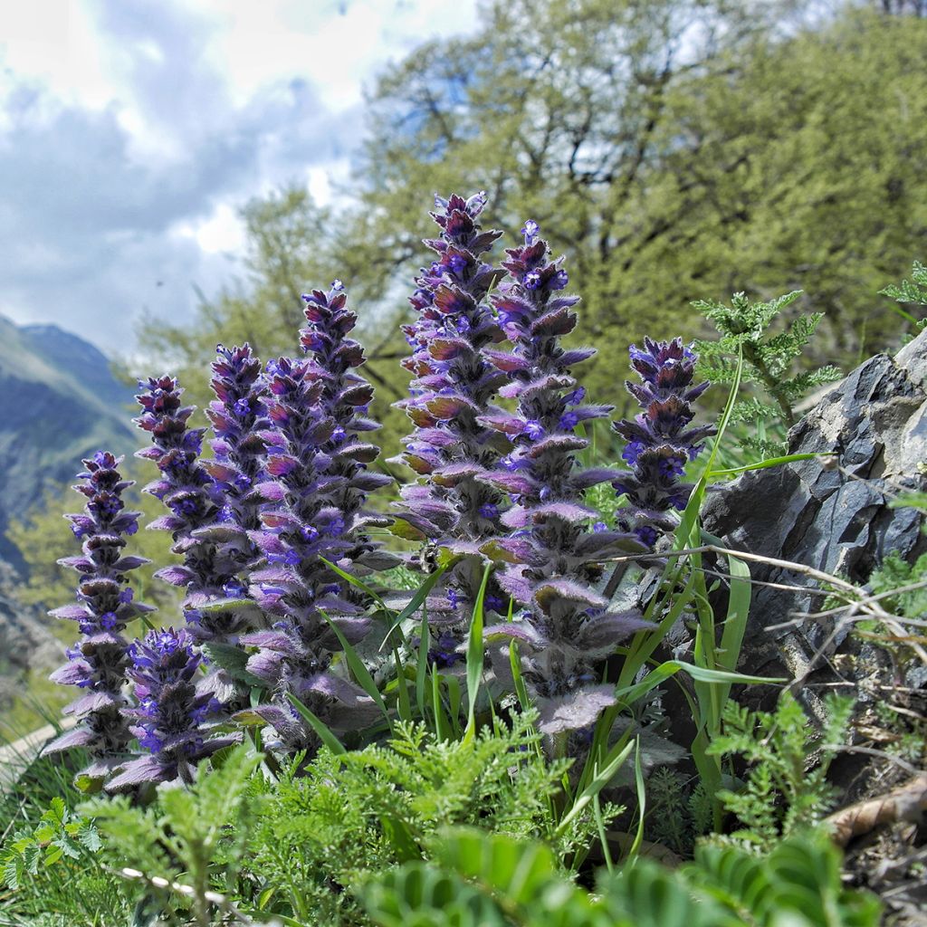 Ajuga pyramidalis 