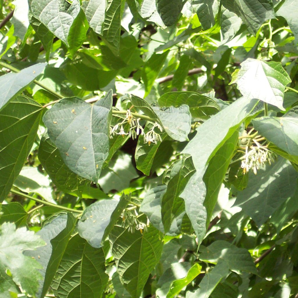 Alangium platanifolium - Alangium à feuilles de Platane.