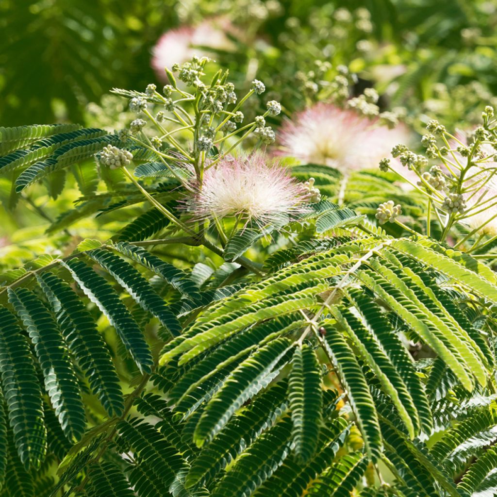 Albizia julibrissin Ombrella