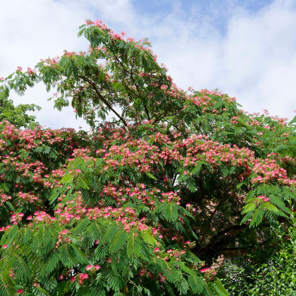 Albizia julibrissin Rosea