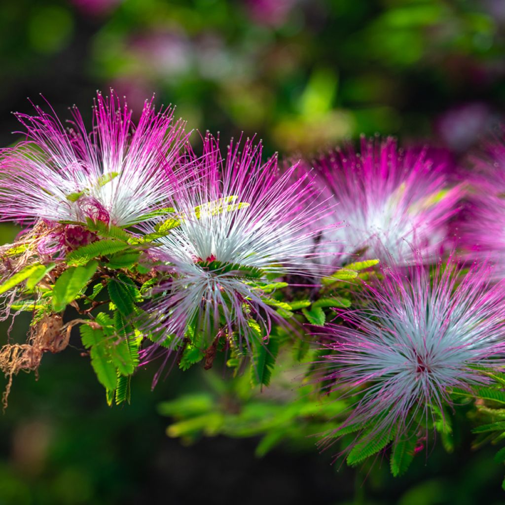 Albizia julibrissin Rosea