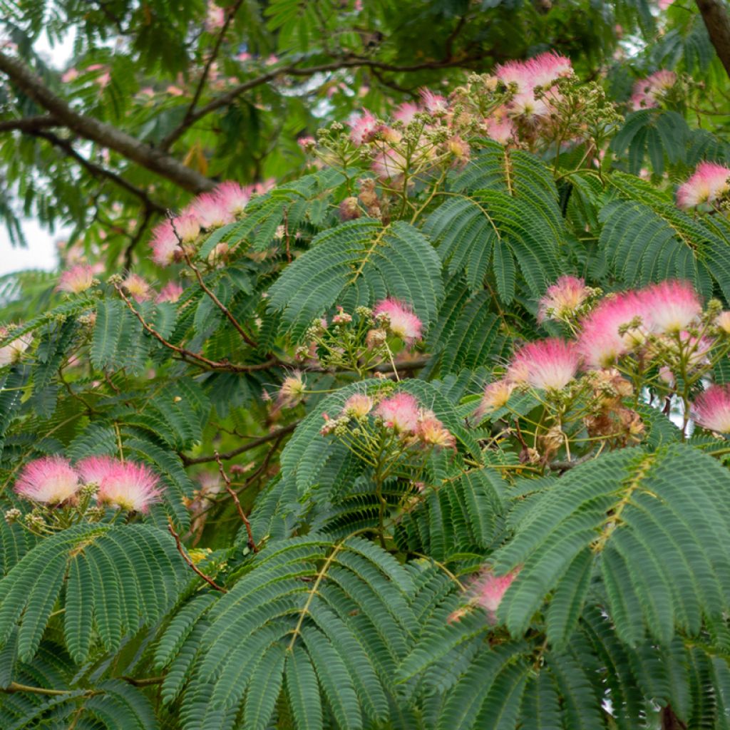 Albizia julibrissin Rosea