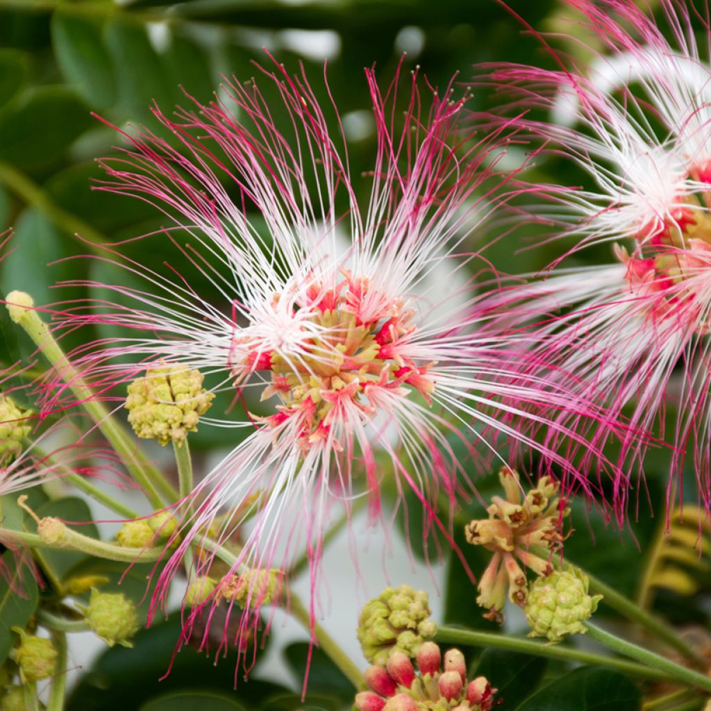 Albizia saman - Monkey pod tree