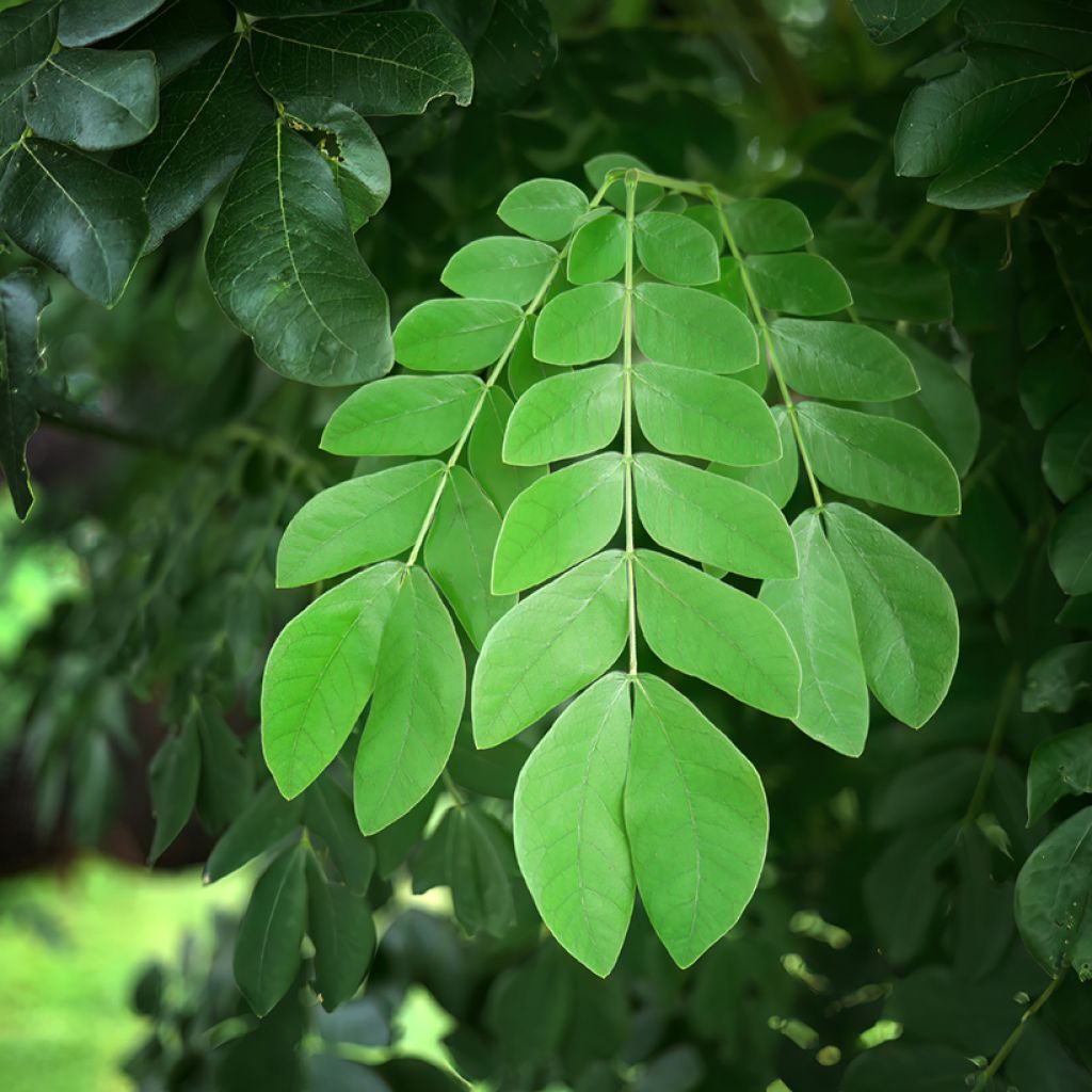 Albizia saman - Monkey pod tree