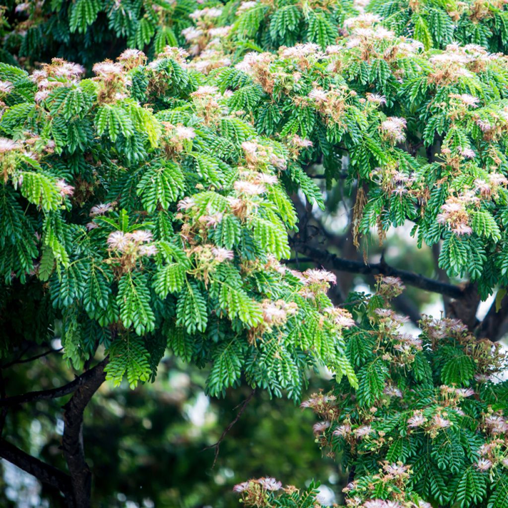 Albizia saman - Monkey pod tree