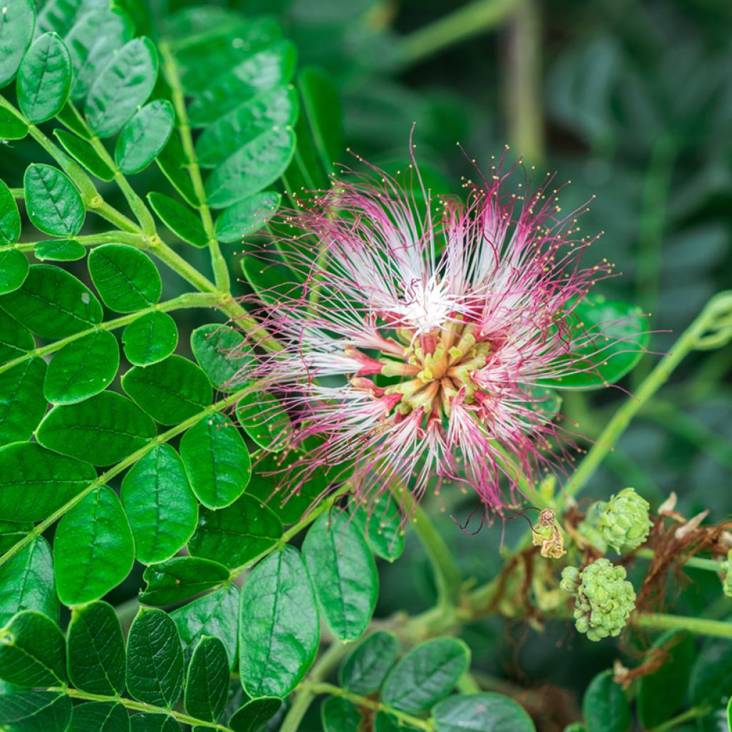 Albizia saman - Monkey pod tree
