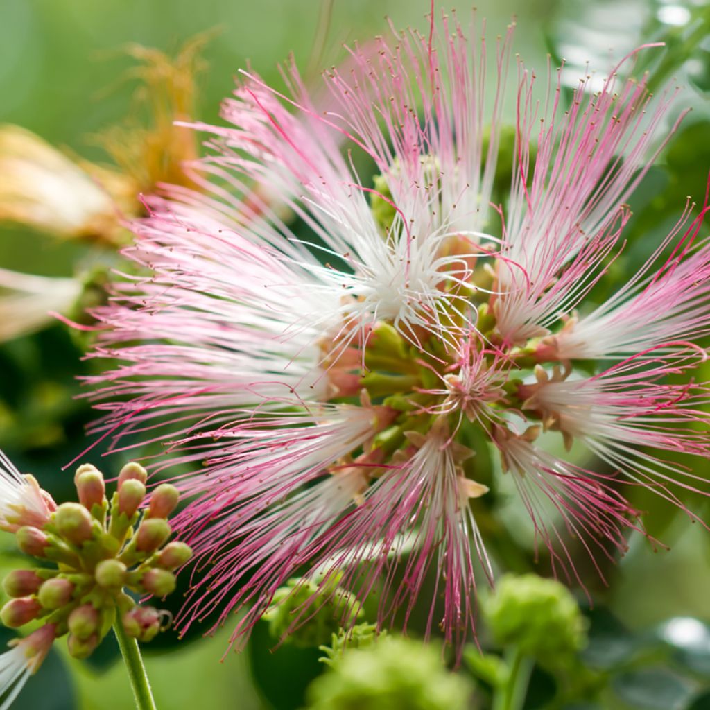 Albizia saman - Monkey pod tree