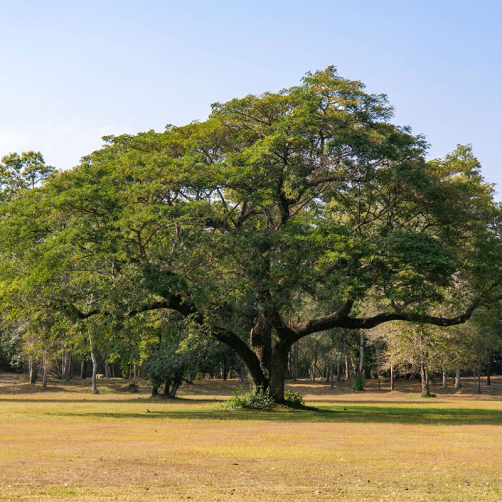 Albizia saman - Monkey pod tree