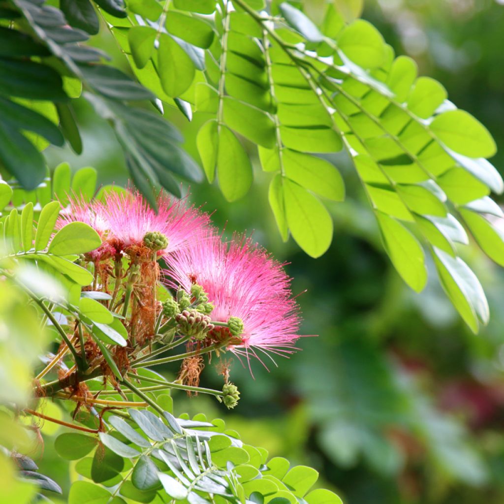 Albizia saman - Monkey pod tree