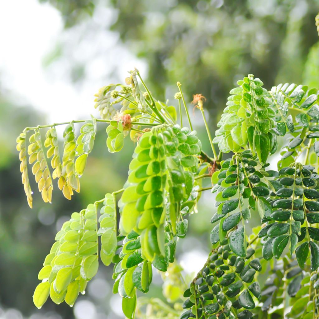 Albizia saman - Monkey pod tree