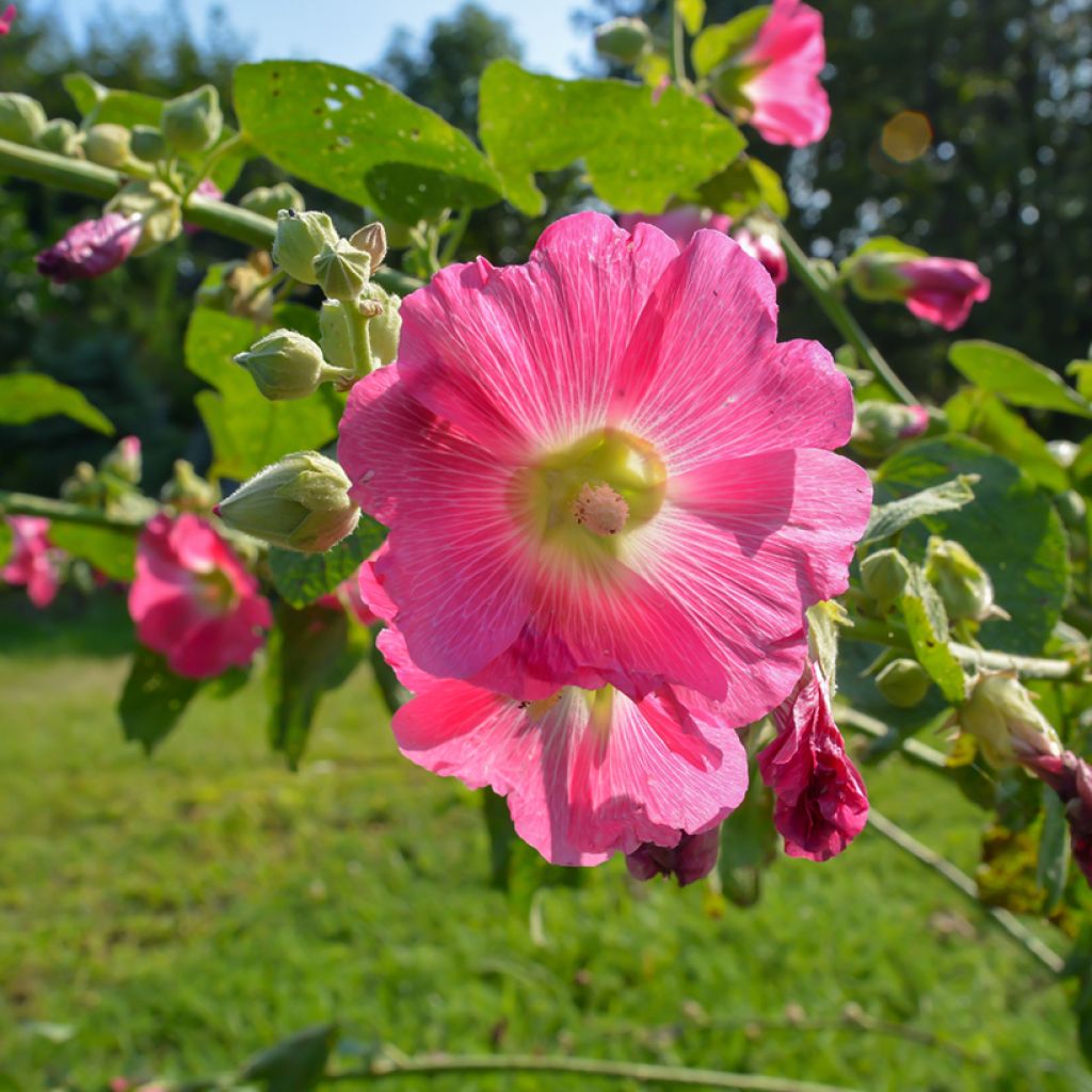 Alcea ficifolia 