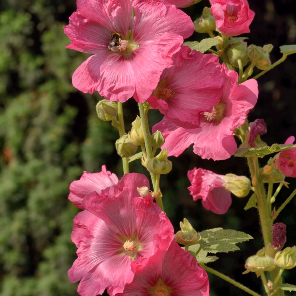 Alcea ficifolia 