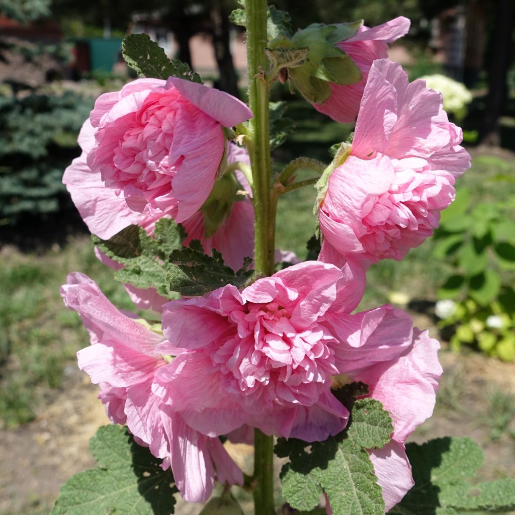 Alcea rosea Chaters Double Rose - Hollyhock