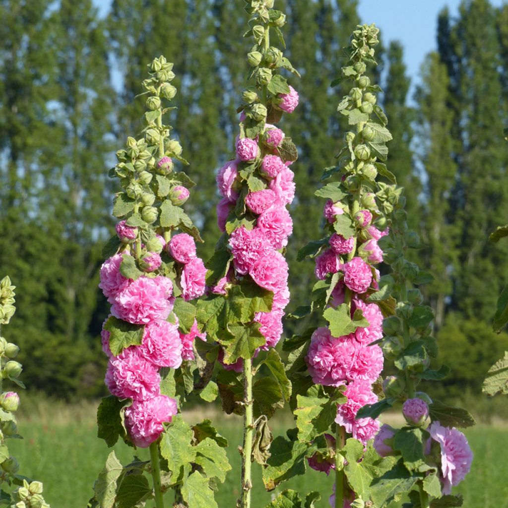 Alcea rosea Chater's Double Pink seeds - Hollyhock